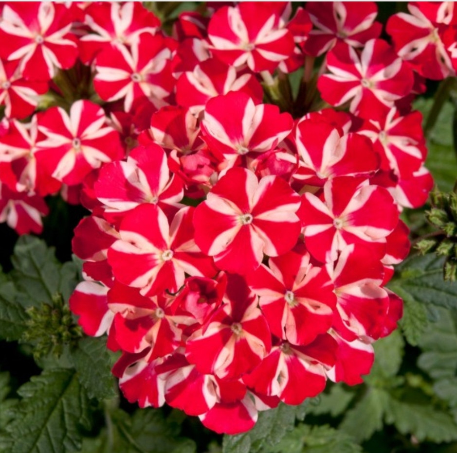 Вербена Estrella Voodoo Red Star / укор.черенок