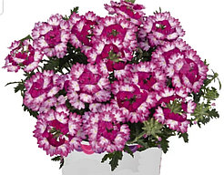 Wicked Dark Pink  №709 / подрощенное растение