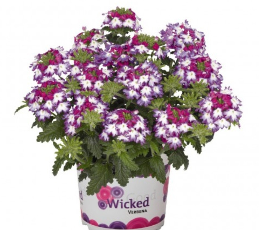 Вербена Wicked Magenta / укор.черенок