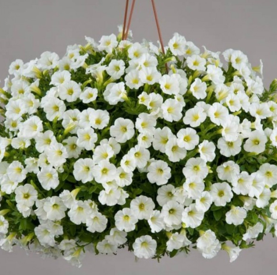 Littletunia White Grace № 546 / укор.черенок