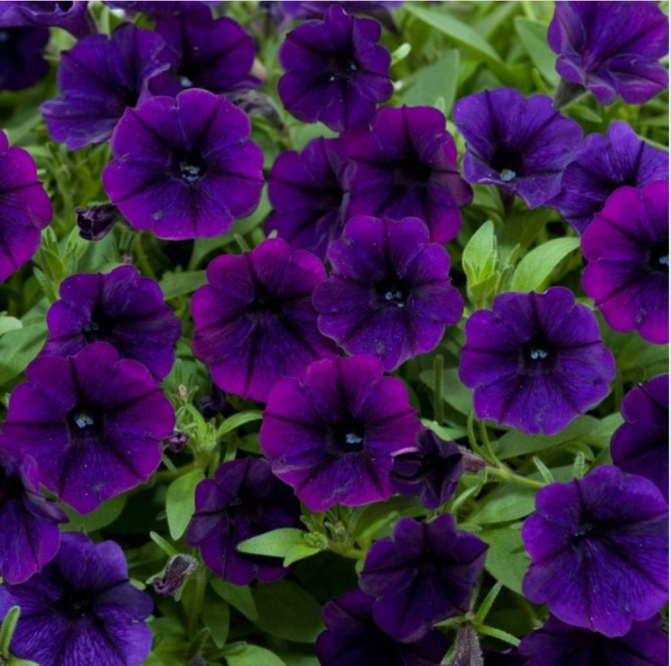 Littletunia Purple Blue № 549/ подрощенное растение