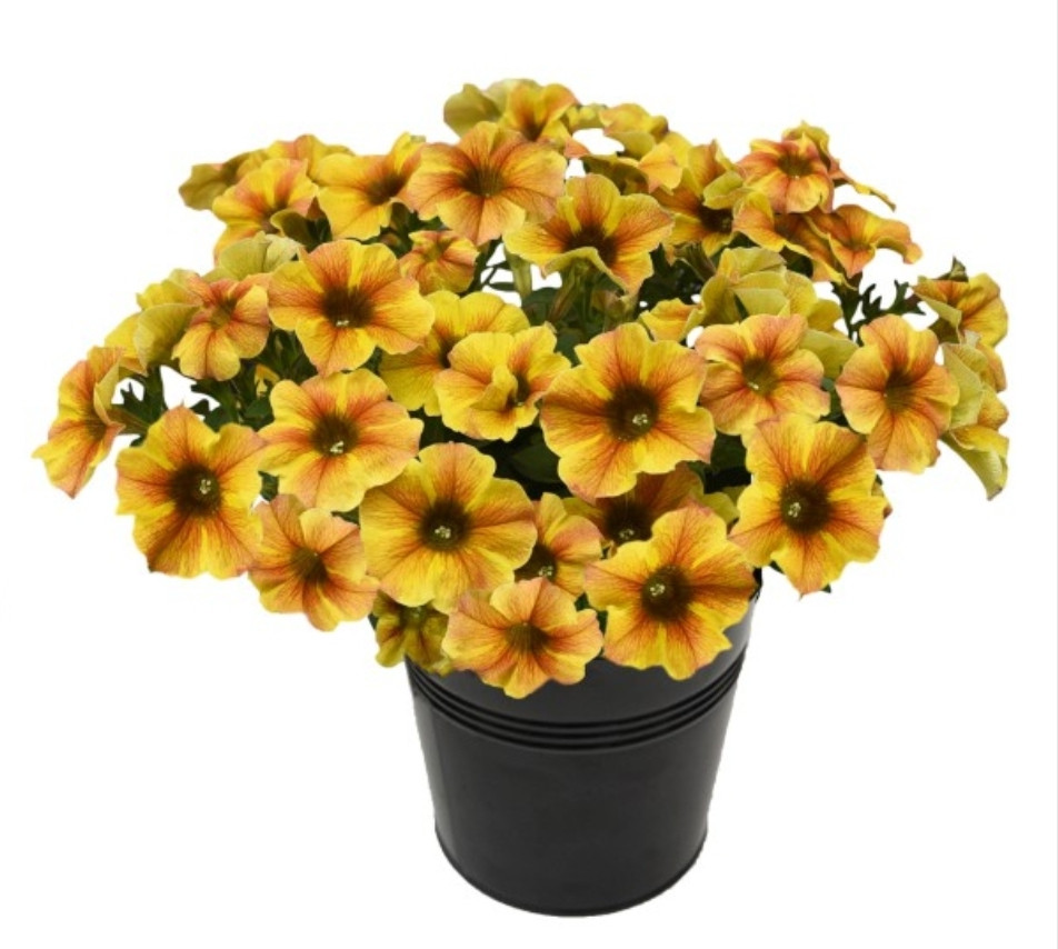 Petchoa Beautical Caramel Yellow №553/ подрощенное растение