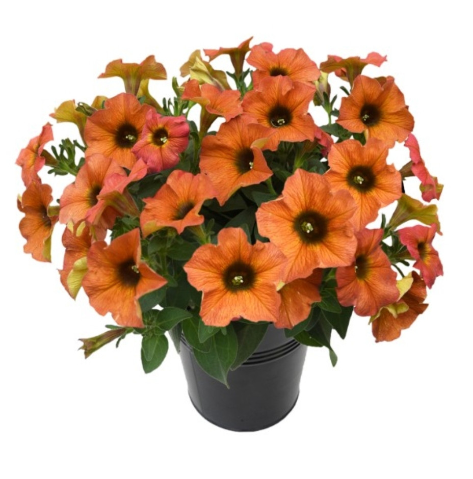 Petchoa Beautical Cinnamon №554 / цветущее растение