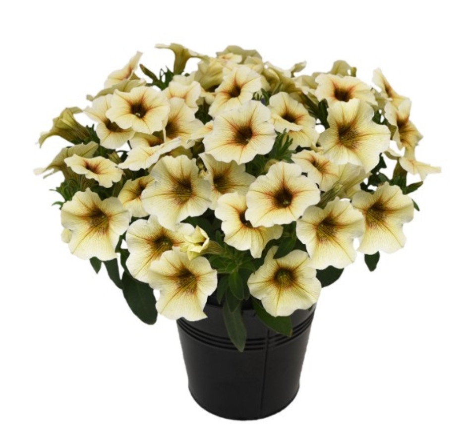Petchoa Beautical French Vanilla №556/ подрощенное растение