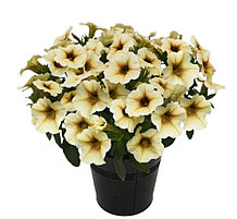 Petchoa Beautical French Vanilla №556