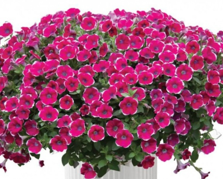 Cascadias Rim Chianti №538 / цветущее растение
