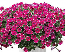 Cascadias Rim Cherry №538 / укор.черенок