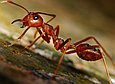 Против муравьев и слизней Gektor Гектор, фото 3