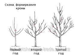 Обрезка плодоягодных растений.