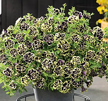 Mystical Midnight Gold №559 /