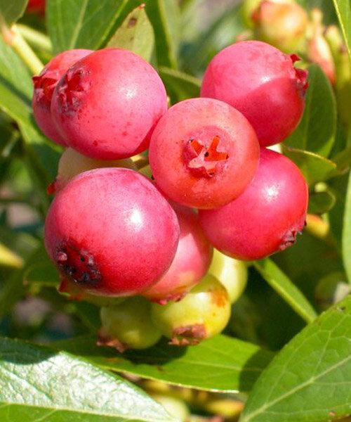 Голубика садовая сорт Pink Popcorn