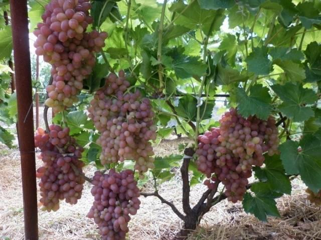 Виноград сорт София