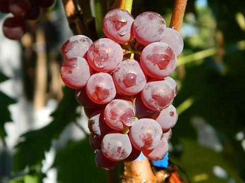 Виноград сорт Диамант