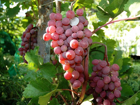 Виноград сорт Лада Т