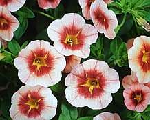 Eyeconic Peach exp. №408 / укор.черенок