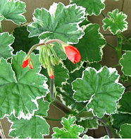 Platinum/растение в горшке