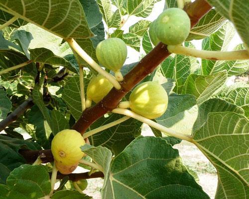 Инжир Ficus caricaсорт Кадота 2 года