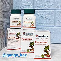 Пунарнава (Punarnava / Himalaya) - для лечения почек и мочеполовой системы, 60 табл