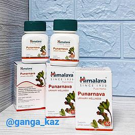 ЗДОРОВЫЕ ПОЧКИ И МОЧЕПОЛОВАЯ СИСТЕМА 