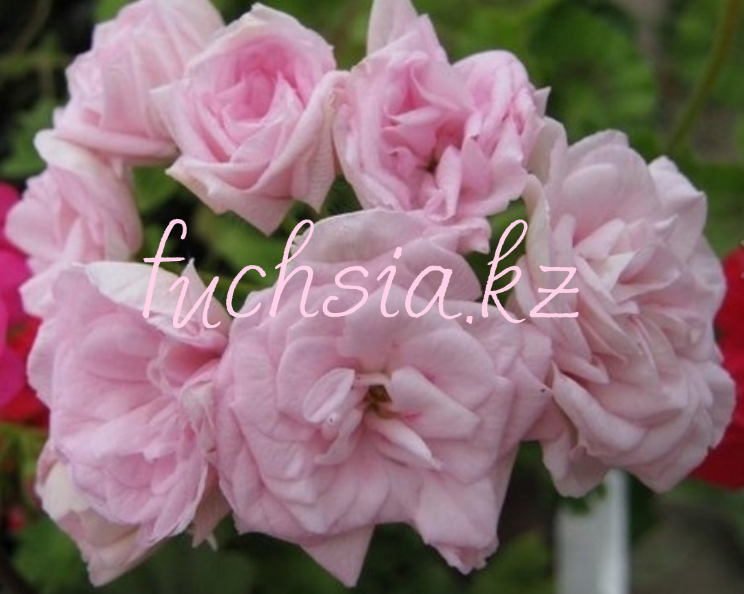 Milfield Rose / подрощенное растение