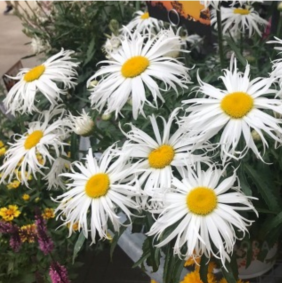 Ромашка многолетняя Daisy Cher