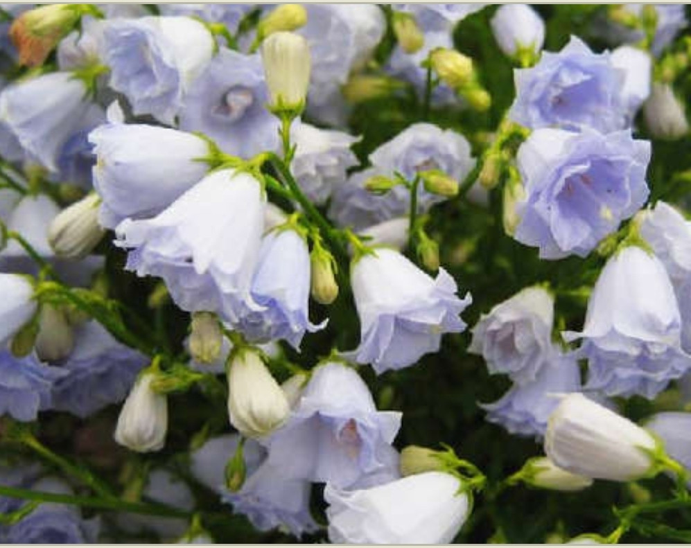 Campanula Cochleariifolia Elizabeth Oliver / взрослое цветущее растение