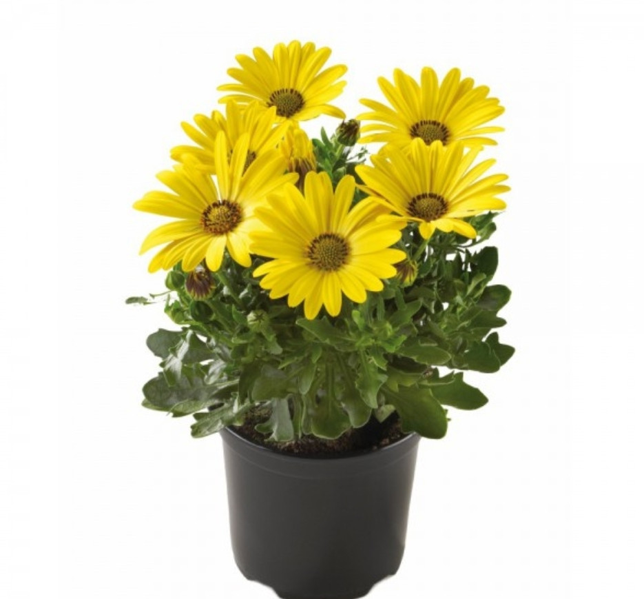 Sunny Compact Asti №610