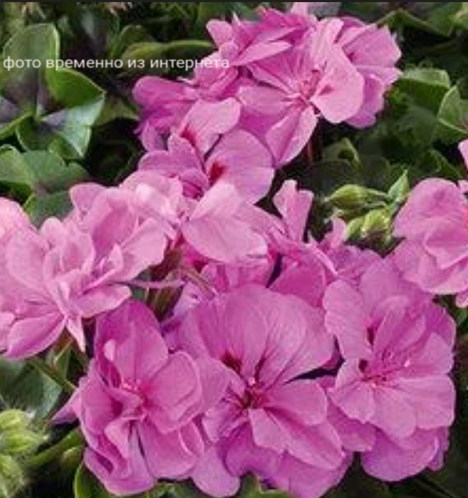 Malva