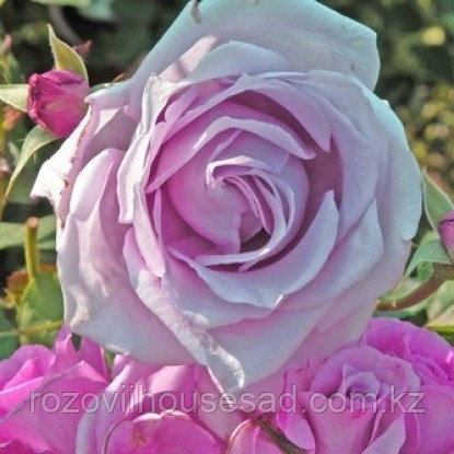 роза чайно-гибридная дольче луна. дольче луна. Dolce luna роза. Dolce luna. роза дольче луна.