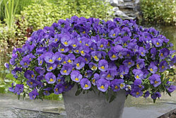 Ампельная Кул Вэйв Блю Скай