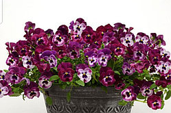 Кул Вейв Распберри