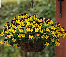 Кул Вэйв Рэд Винг