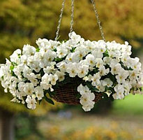 Кул Вэйв Вайт