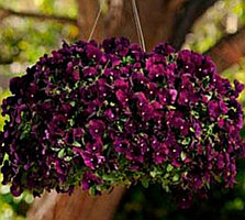 Кул Вэйв Парпл