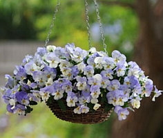 Кул Вэйв Фрост