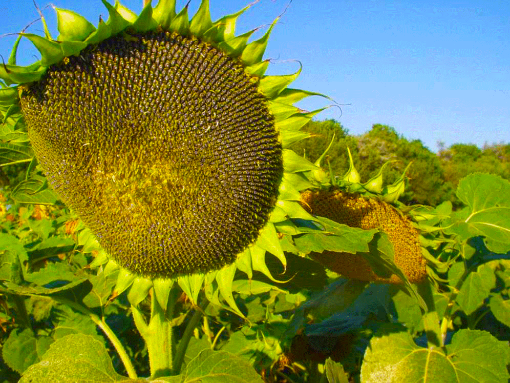 гибрид подсолнечника пионер. подсолнечник партнер. гибрид марица подсолнечник. гибрид подсолнечника "грандис". подсолнух гибрид.