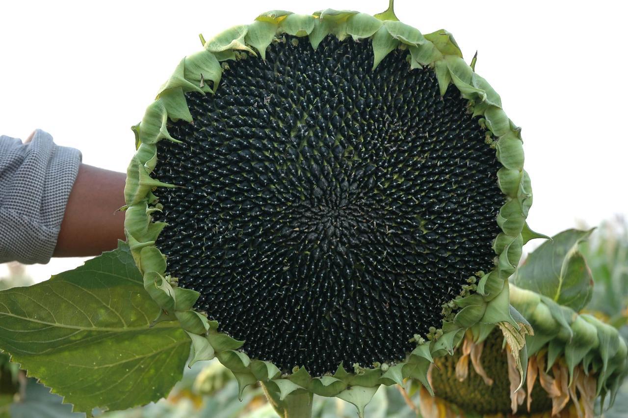 вербена идеал, смесь (0,2г). Helianthus annuus семена подсолнечника. подсолнух созревший. полевой семена сингента подсолнечник. сорт посейдон 625 подсолнечник.