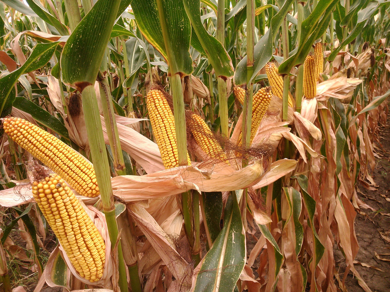 масличная кукуруза. масличные культуры кукуруза. кукурузные поля в краснодарском крае. фао 120 кукуруза. кукурузное поле красивое.