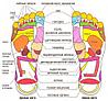 Рефлекторные массажные тапочки «Сила йоги» Foot Reflex, магнитно-акупунктурные (42-43), фото 2