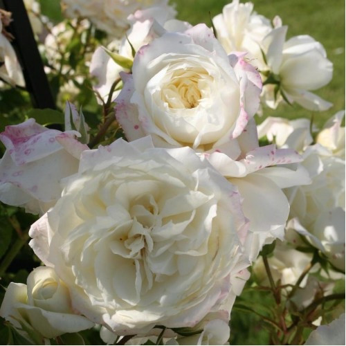 Роза Аляска (Alaska), возраст саженца - 1 год, корнесобственная, с ЗКС - купить 