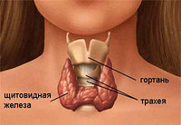 Гипертиреоз (тиреоидит, УЗ). Комплекс, 3-х месячный курс.