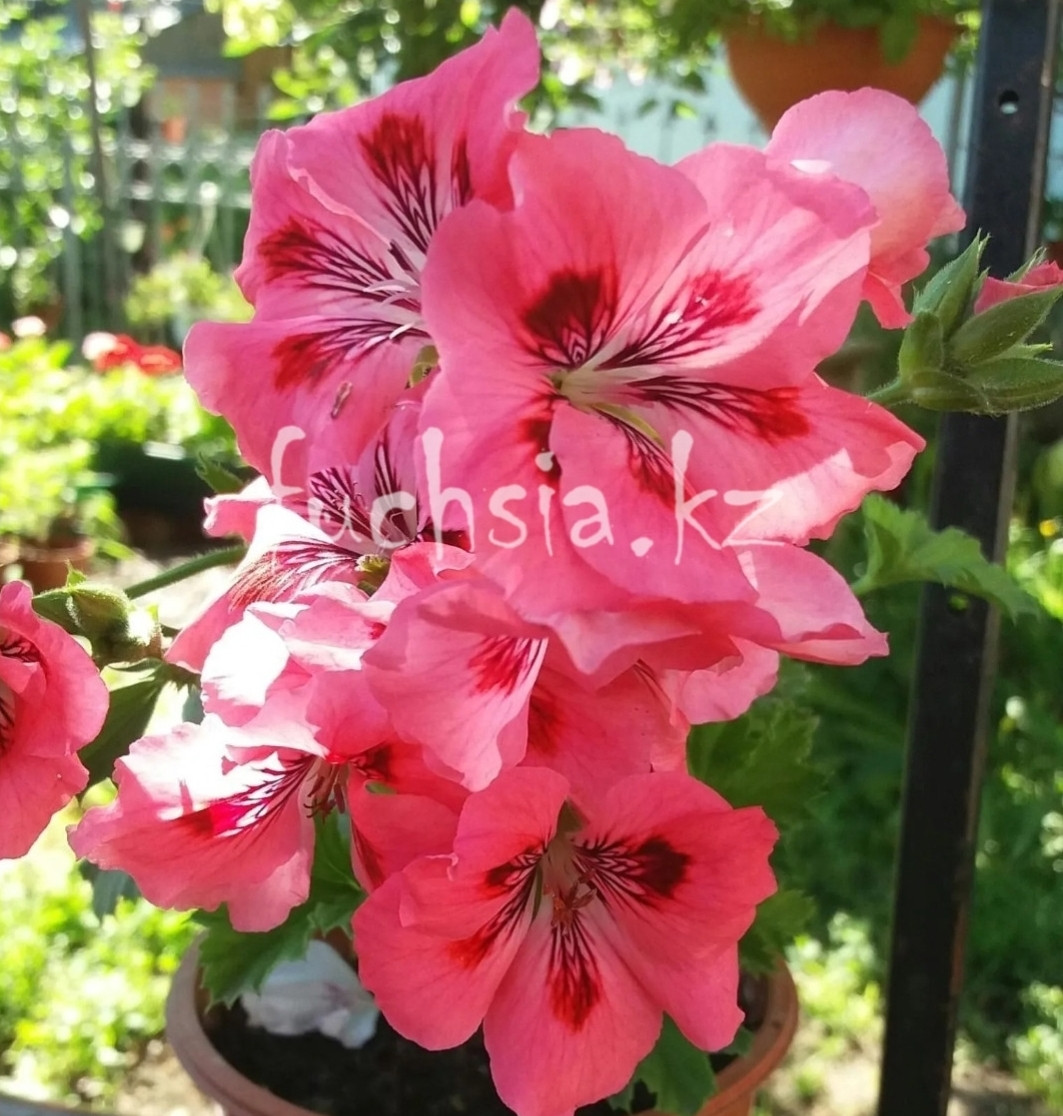 Georgia Peach / укор.черенок