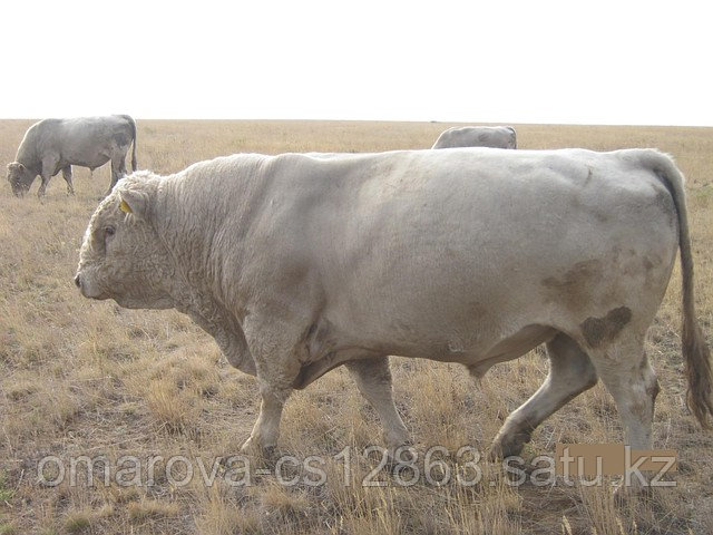 Быки производители племенные мясной породы, Кустанай  .