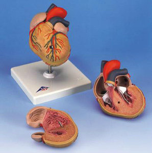 Оборудование и приборы для обучения