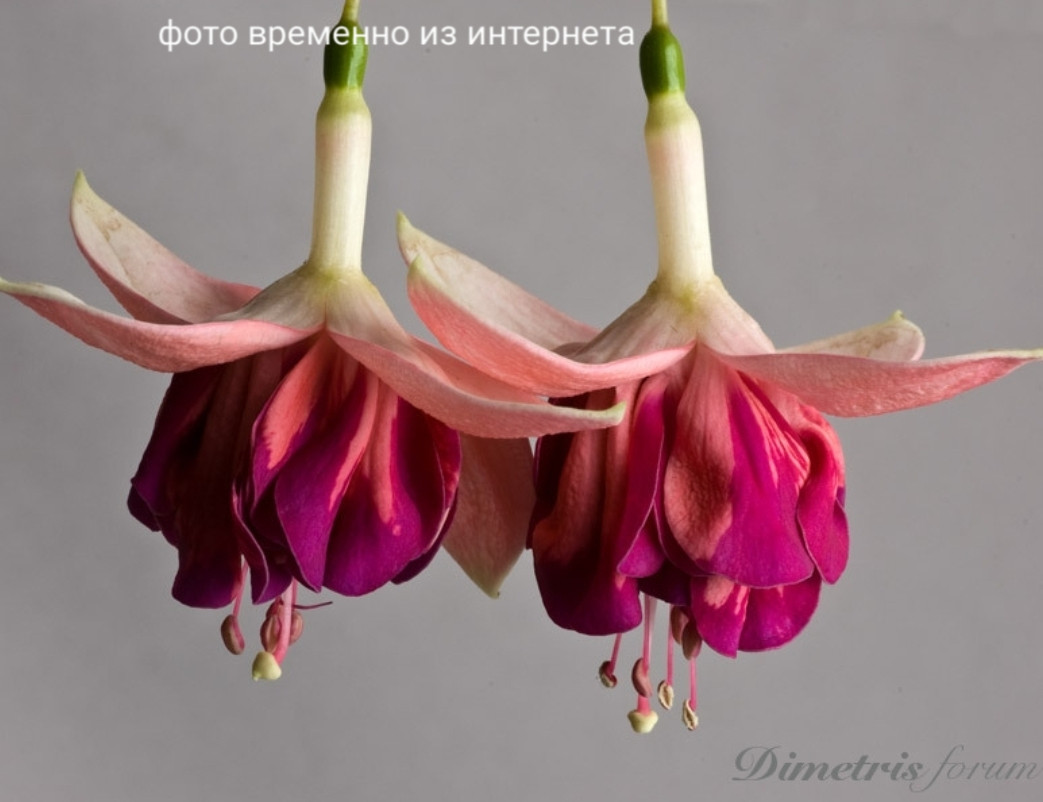Kerkveld Gotem (новинка 2021)
