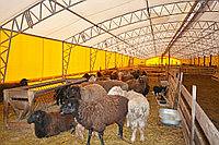 Кошара для баранов