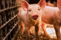Как органические кислоты влияют на усвоение амиинокислот у свиньи