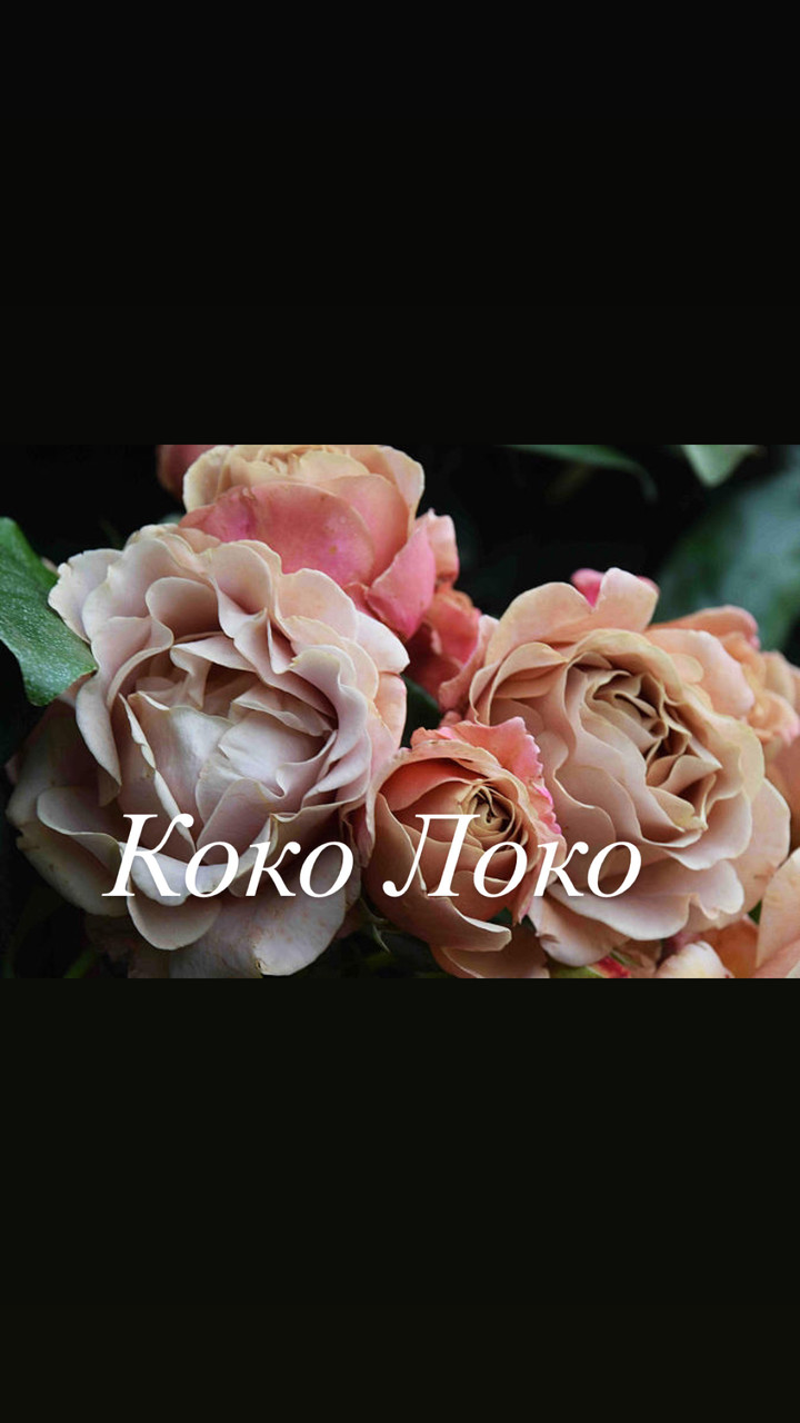 Роза Коко Фото И Описание