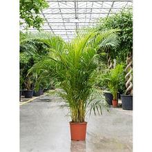 Дипсис пальма (200см)