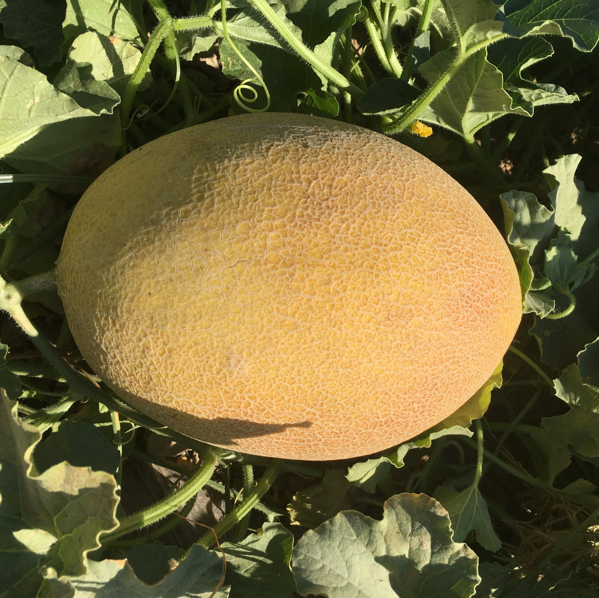 Купить Семена Дыни Ф1